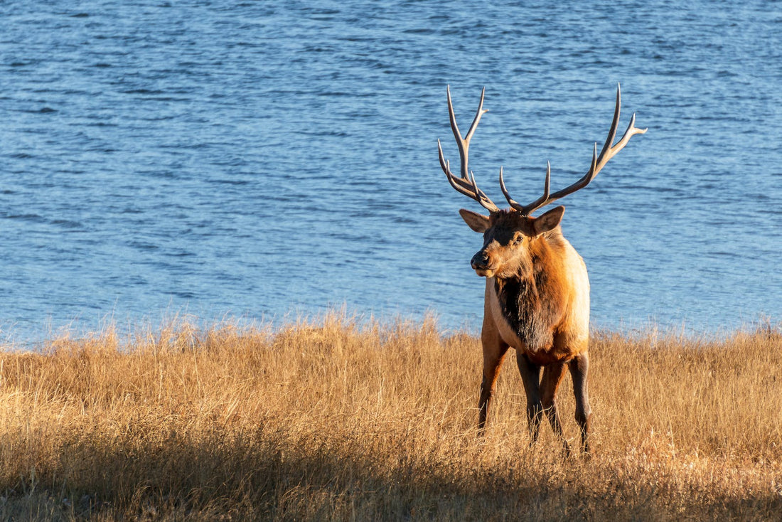 Elk hunting sitka first lite